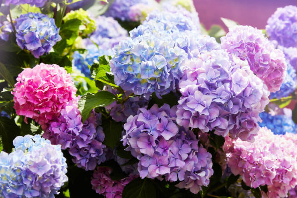 【色別】紫陽花の花言葉