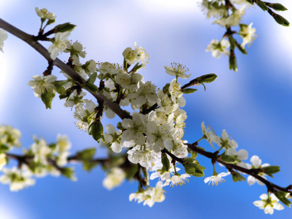白色の桜の