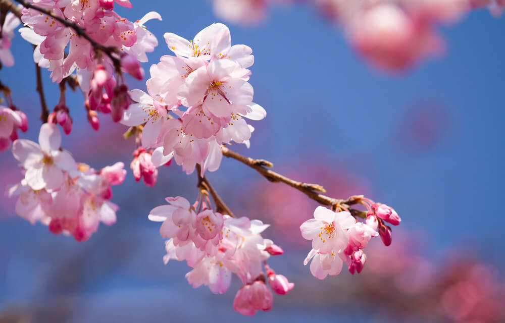 桜の花言葉とは？意味や由来、色(紫・白)、種類別、英語名などもご紹介！
