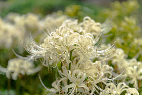 白色の彼岸花(ヒガンバナ)