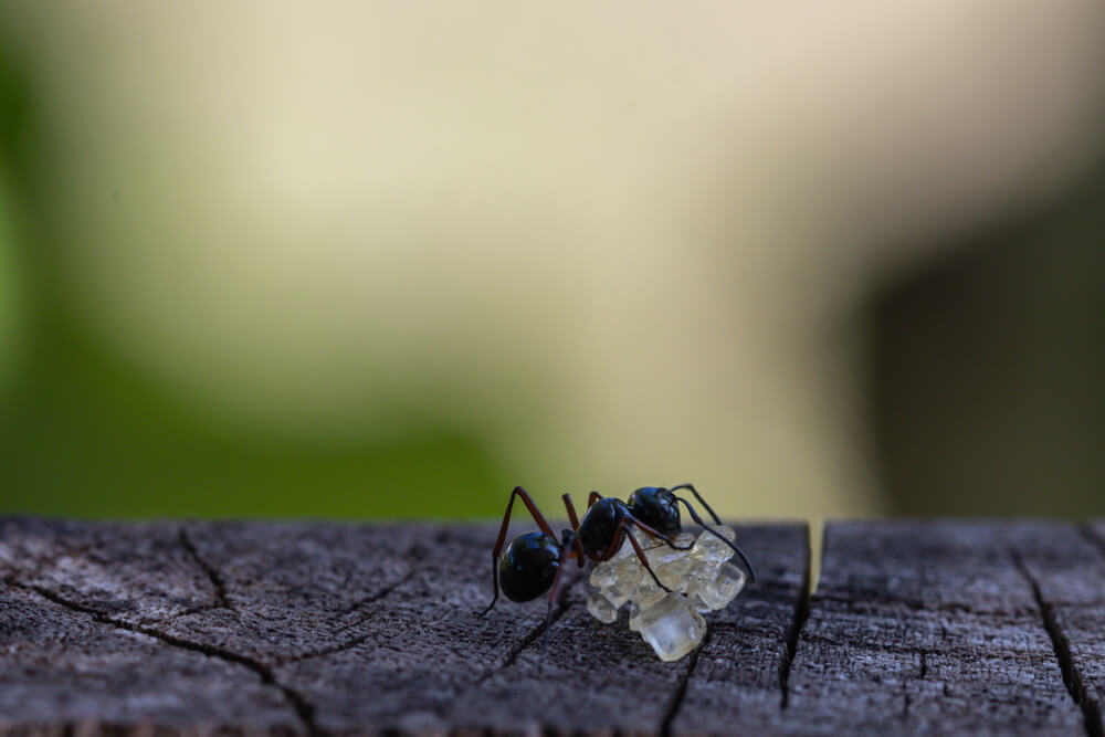 蟻のスピリチュアルな意味やメッセージとは？行列が象徴するものは？大量発生の暗示は？