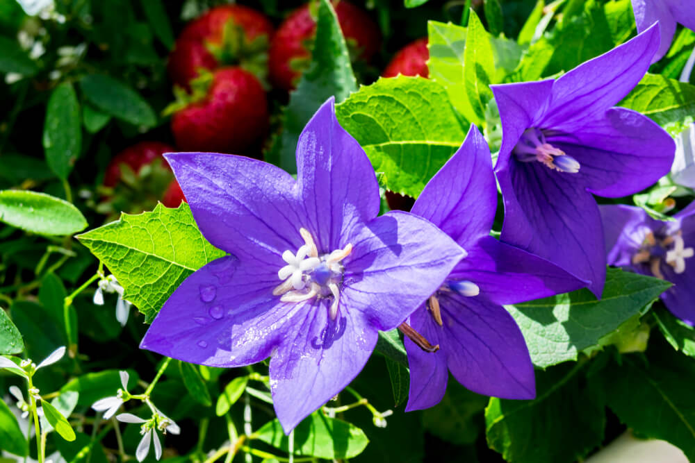 桔梗(キキョウ)の花言葉とは？意味や由来、色別(紫・青・白・ピンク)、英語名の花言葉もご紹介！