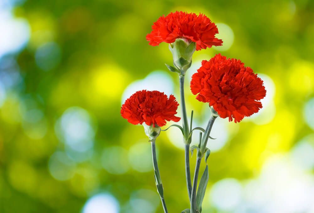カーネーションの花言葉とは？色(赤・白・ピンク・緑…)、本数別、母の日の意味や由来をご紹介！