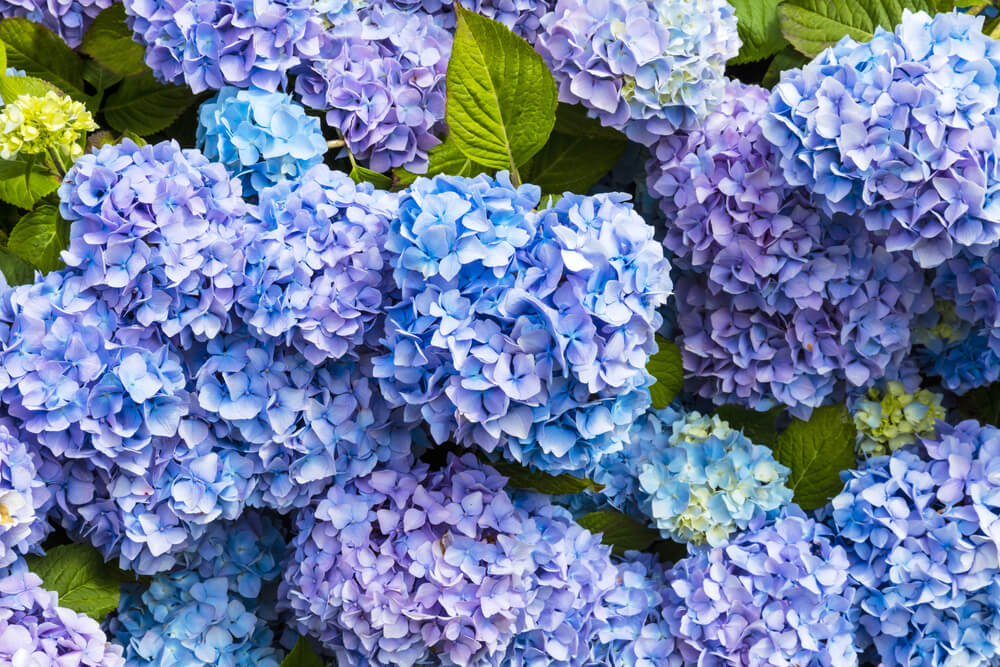 紫陽花(あじさい)の花言葉とは？意味や由来、色別(青・白・紫・ピンク・緑)の花言葉、種類などご紹介！