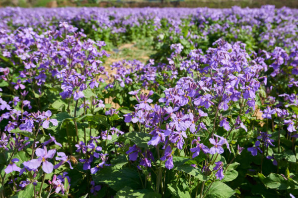 紫色の菜の花