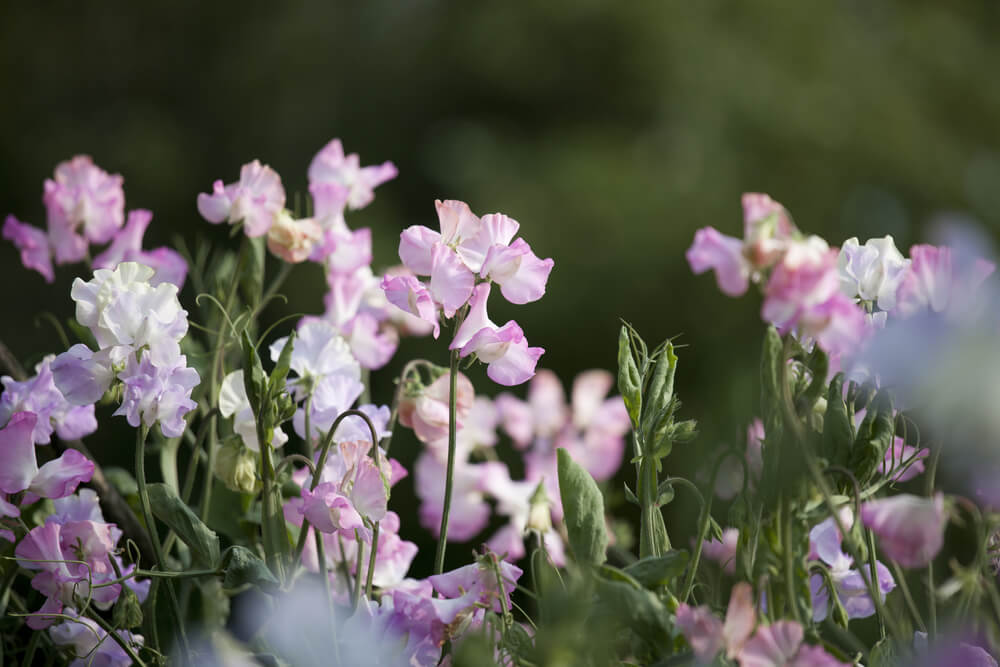 スイートピーの花言葉とは？意味や由来、色別(赤・ピンク・白・紫・黄)、英語名の花言葉もご紹介！