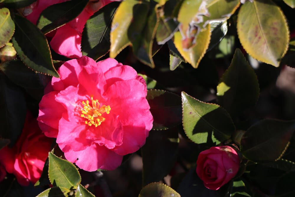 山茶花(サザンカ)の花言葉とは？意味や由来、色別(赤・白・ピンク)、英語名の花言葉もご紹介！