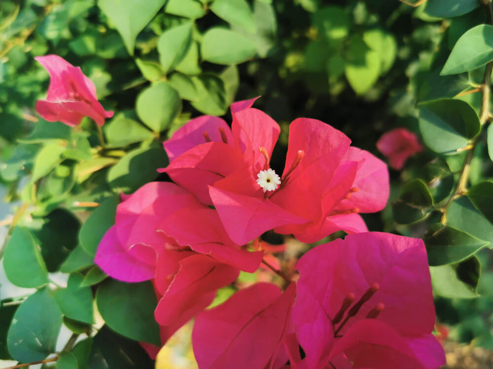 ブーゲンビリアの花言葉とは？意味や由来、色別(赤・ピンク・白)、英語名の花言葉もご紹介！