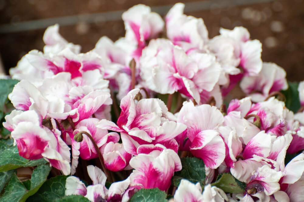 シクラメンの花言葉とは？意味や由来、色別(赤・白・ピンク)、英語名の花言葉もご紹介！