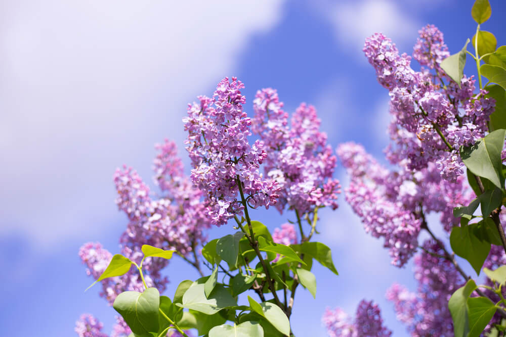 ライラック(リラ)の花言葉とは？意味や由来、色別(紫・白)、英語名の花言葉もご紹介！