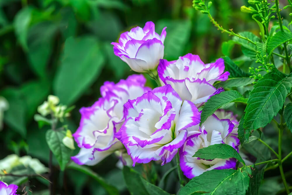 トルコキキョウの花言葉とは？意味や由来、色別(紫・青・白・緑・ピンク・黄)、英語名の花言葉もご紹介！