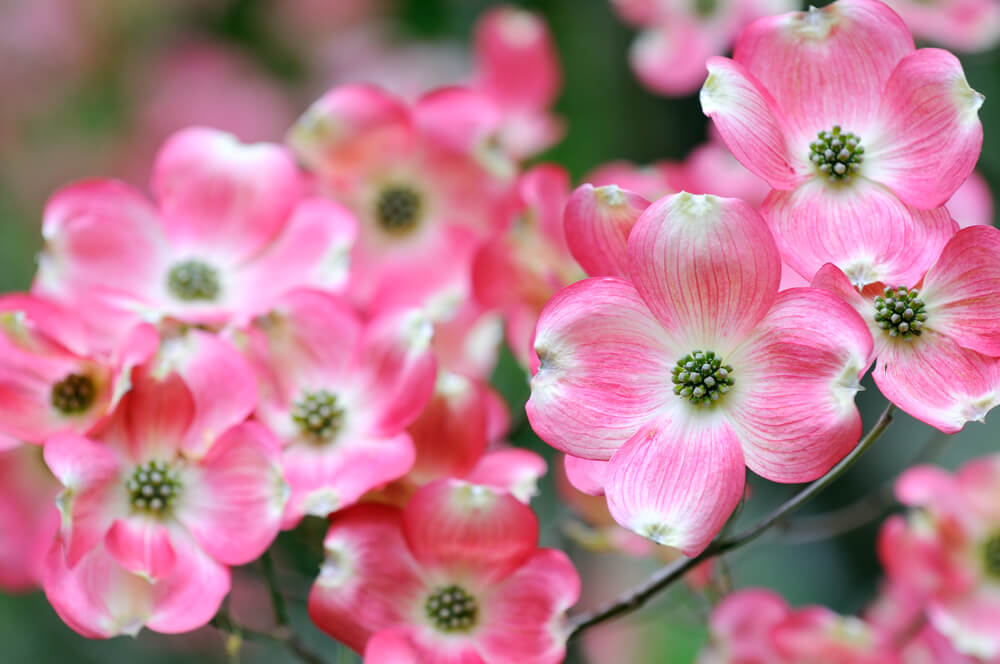 ハナミズキ(花水木)の花言葉とは？意味や由来、種類、英語名の花言葉などをご紹介！