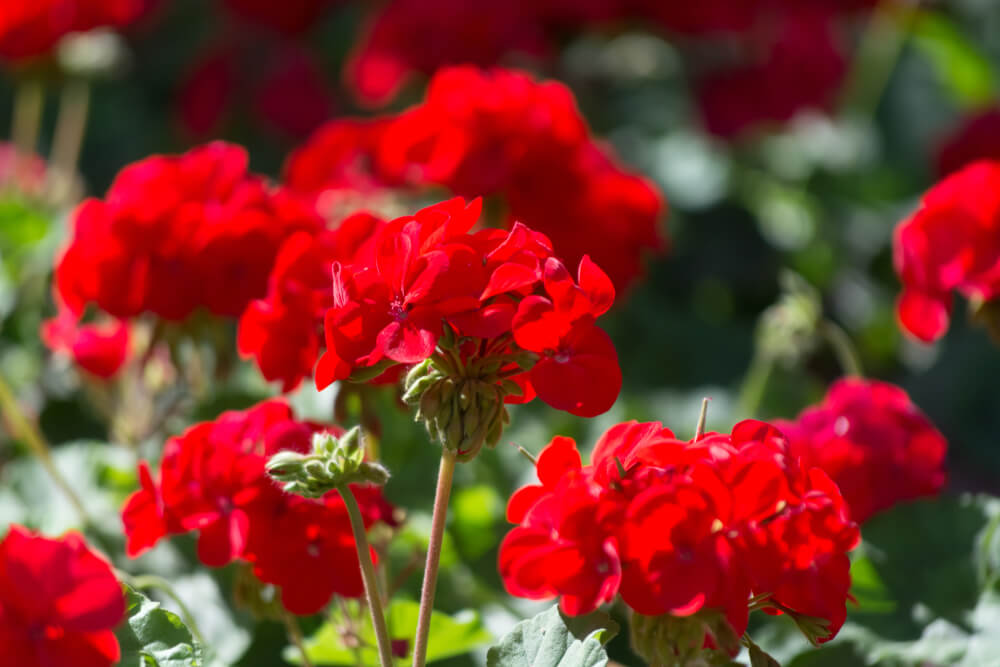 ゼラニウムの花言葉とは？意味や由来、色別(赤・白・黄・ピンク・深紅)、英語名の花言葉もご紹介！