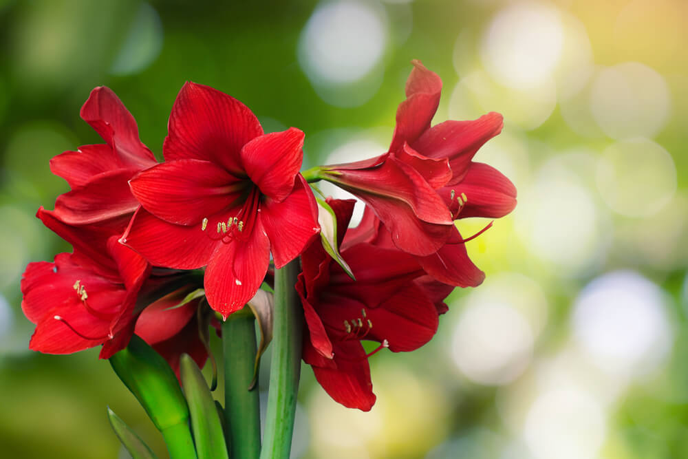 アマリリスの花言葉とは？意味や由来、種類、英語名の花言葉もご紹介！