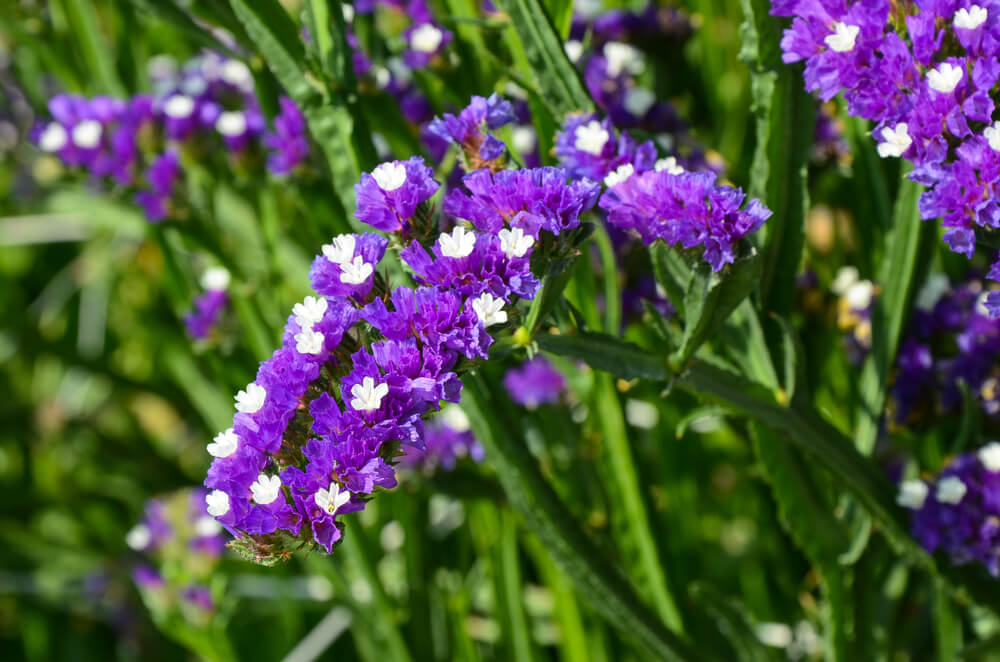 スターチスの花言葉とは？意味や由来、色別(紫・ピンク・黄)、英語名の花言葉もご紹介！