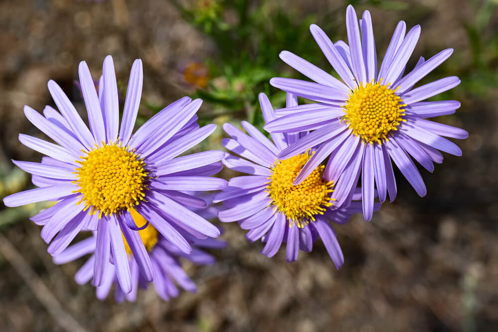 紫苑(シオン)の花言葉とは？意味や由来、色別(紫・白)、英語名の花言葉もご紹介！
