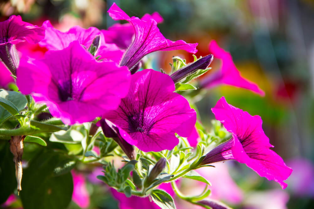 ペチュニアの花言葉とは？意味や由来、色別(ピンク・白・紫・赤・黒)、英語名の花言葉もご紹介！