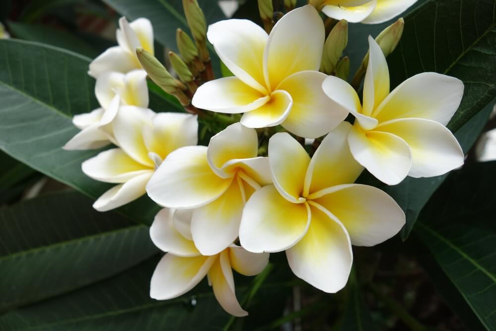 プルメリアの花言葉とは？意味や由来、種類、英語名の花言葉もご紹介！【ハワイの花】