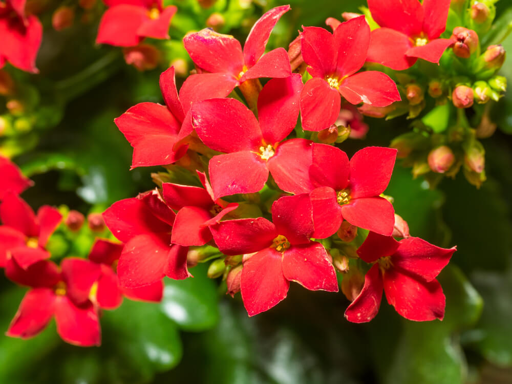 カランコエの花言葉とは？意味や由来、種類、英語名の花言葉もご紹介！