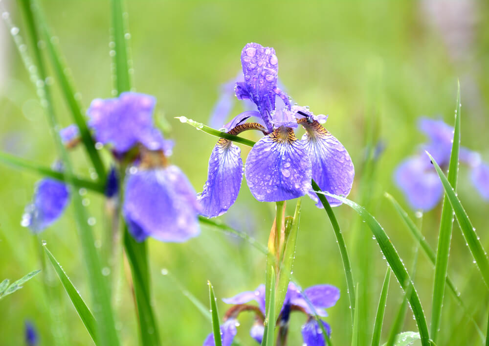 アイリスの花言葉とは？意味や由来、色(白・青・紫)、種類別、英語名の花言葉もご紹介！