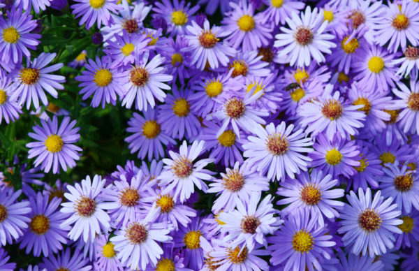紫苑(シオン)の種類