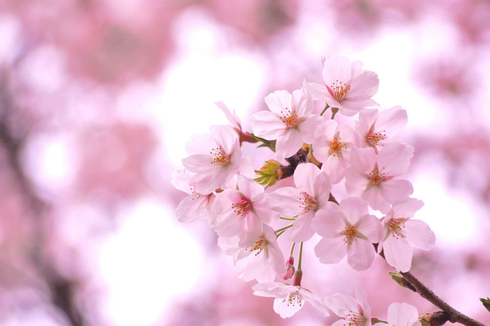 【4月の誕生花一覧】4月の誕生花・花言葉をご紹介！