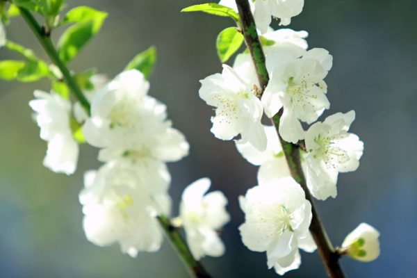 白色の桃の花