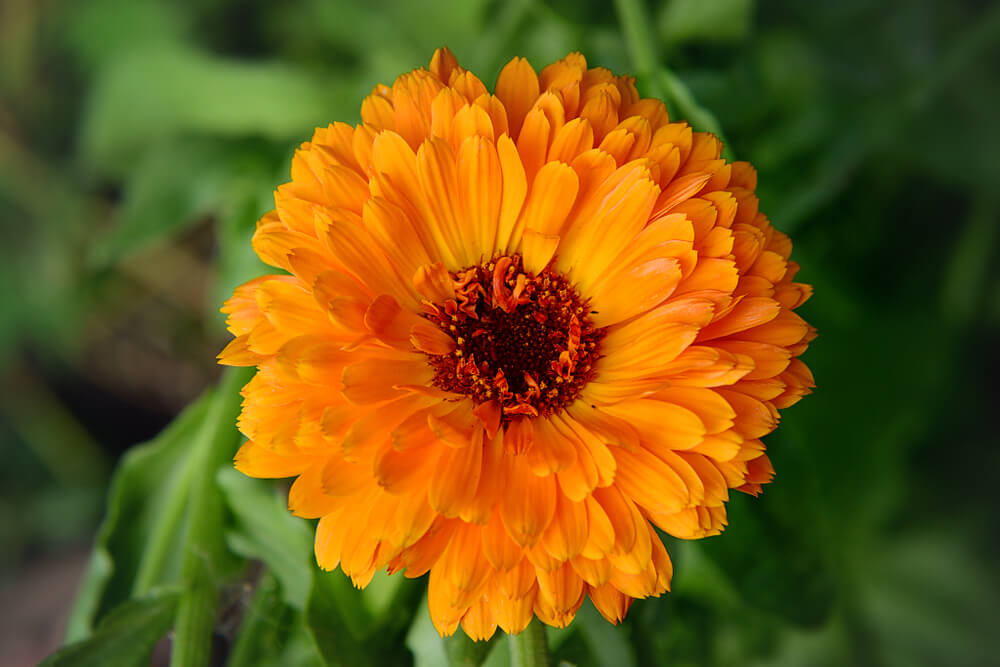 キンセンカ(金盞花)の花言葉とは？意味や由来、種類、英語名の花言葉もご紹介！