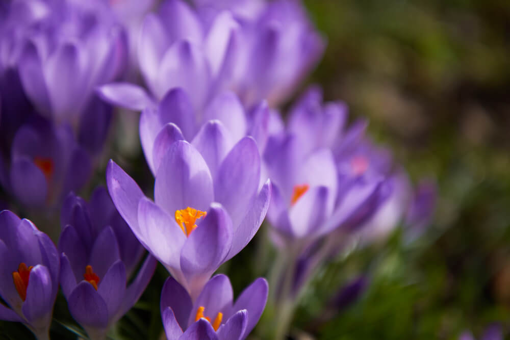クロッカスの花言葉とは？意味や由来、色(紫・黄)、種類別、英語名の花言葉もご紹介！
