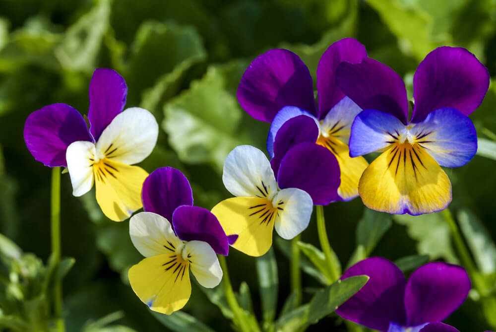 ビオラの花言葉とは？意味や由来、色別(白・黄・紫など)、英語名の花言葉もご紹介！