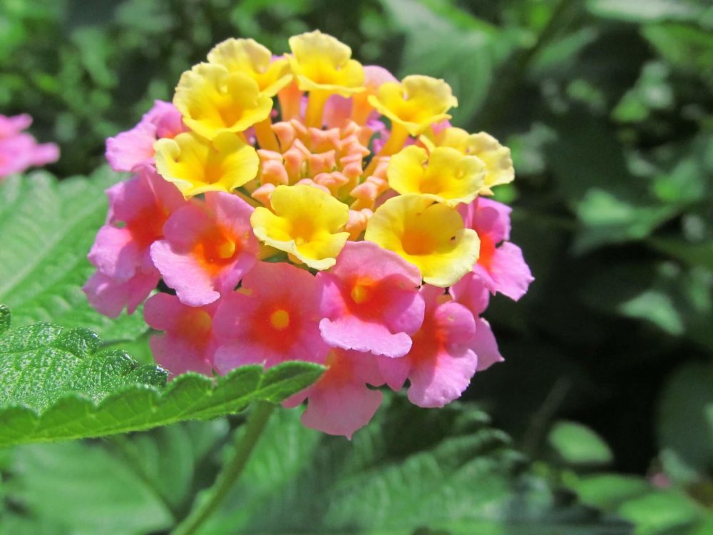 ランタナ(七変化)の花言葉とは？意味や由来、種類、英語名の花言葉もご紹介！