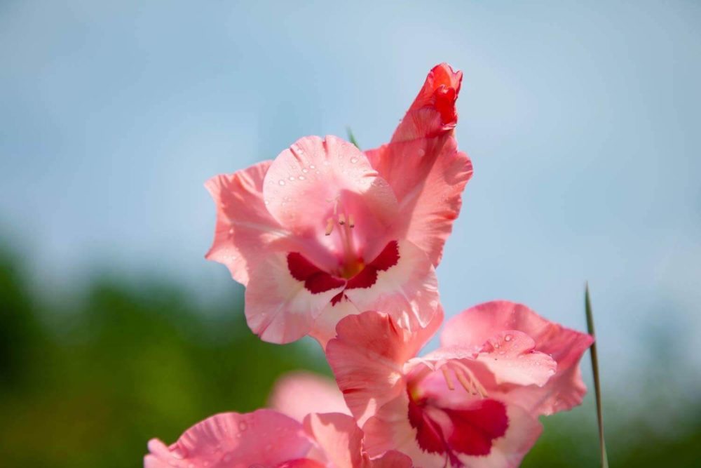 グラジオラスの花言葉とは？意味や由来、色別(赤・ピンク・紫)、英語名の花言葉もご紹介！