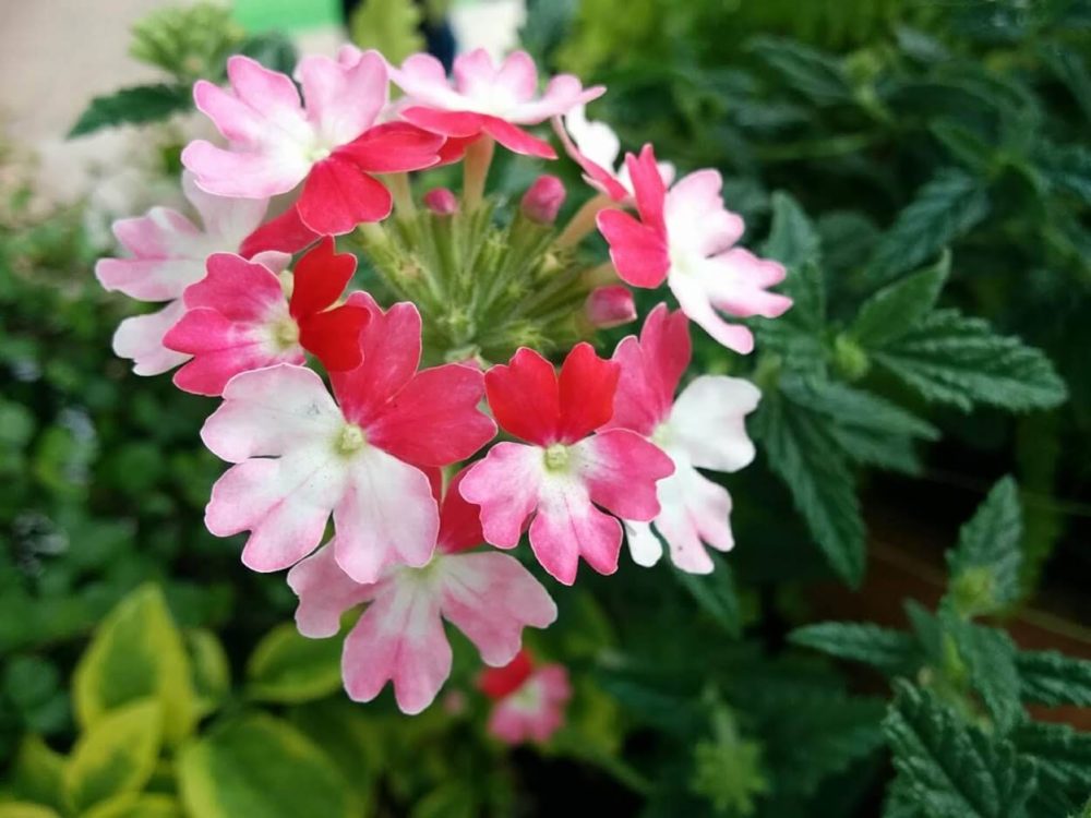 バーベナの花言葉とは？意味や由来、色別(赤・白・ピンク・紫)、英語名の花言葉もご紹介！