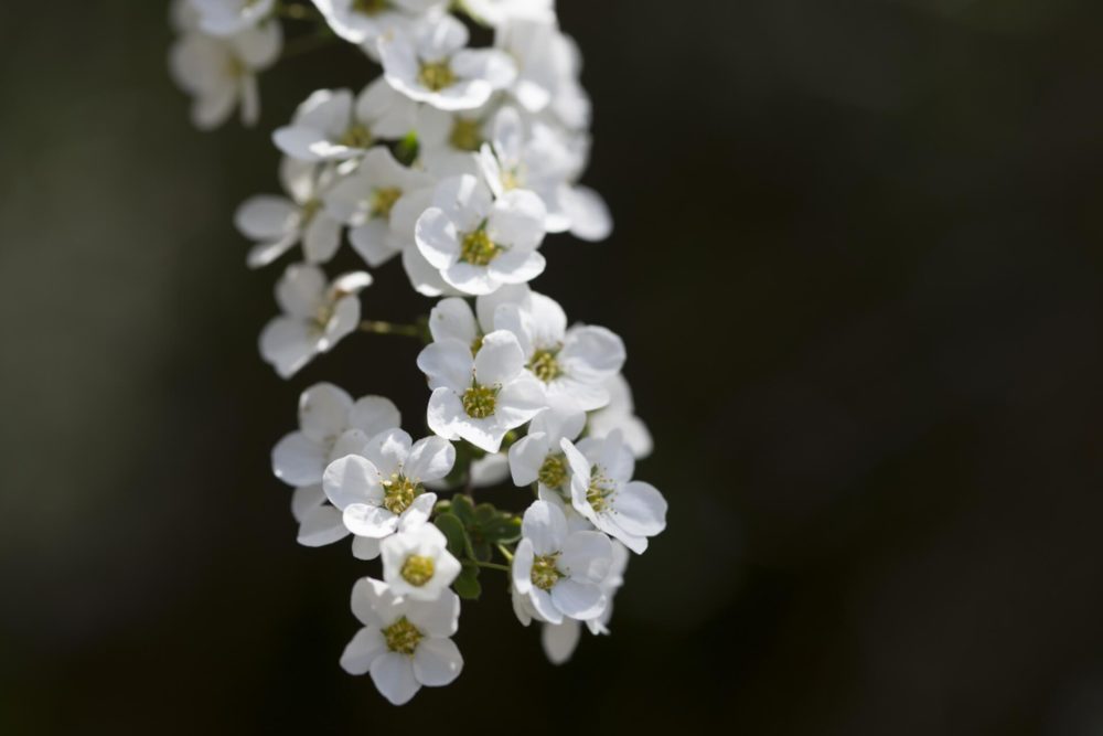 ユキヤナギ(雪柳)の花言葉とは？意味や由来、種類、英語名などをご紹介！