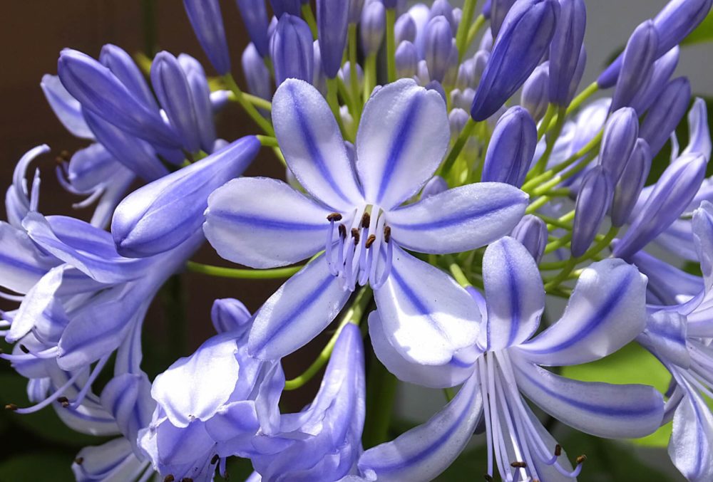 アガパンサスの花言葉とは？意味や由来、色別(白)、英語名の花言葉もご紹介！