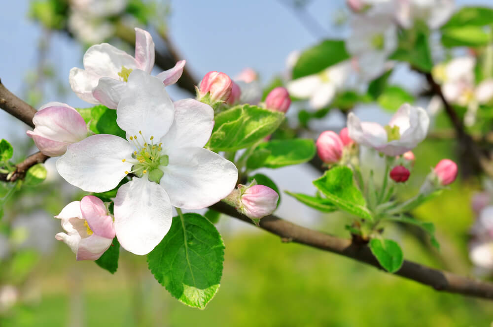 りんご(林檎)の花言葉とは？意味や由来、種類、英語名の花言葉もご紹介！