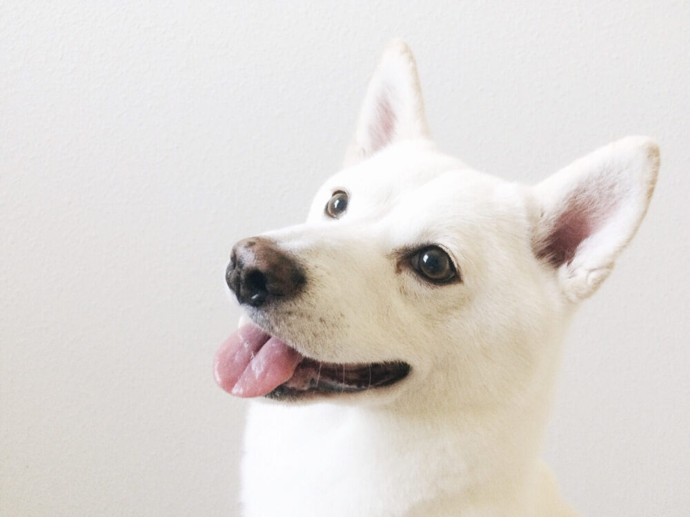 白い犬のスピリチュアルな意味とは？犬にまつわる様々な意味もご紹介！